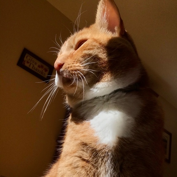 Meet your Posher, Ainsley - Picture 2 of 4